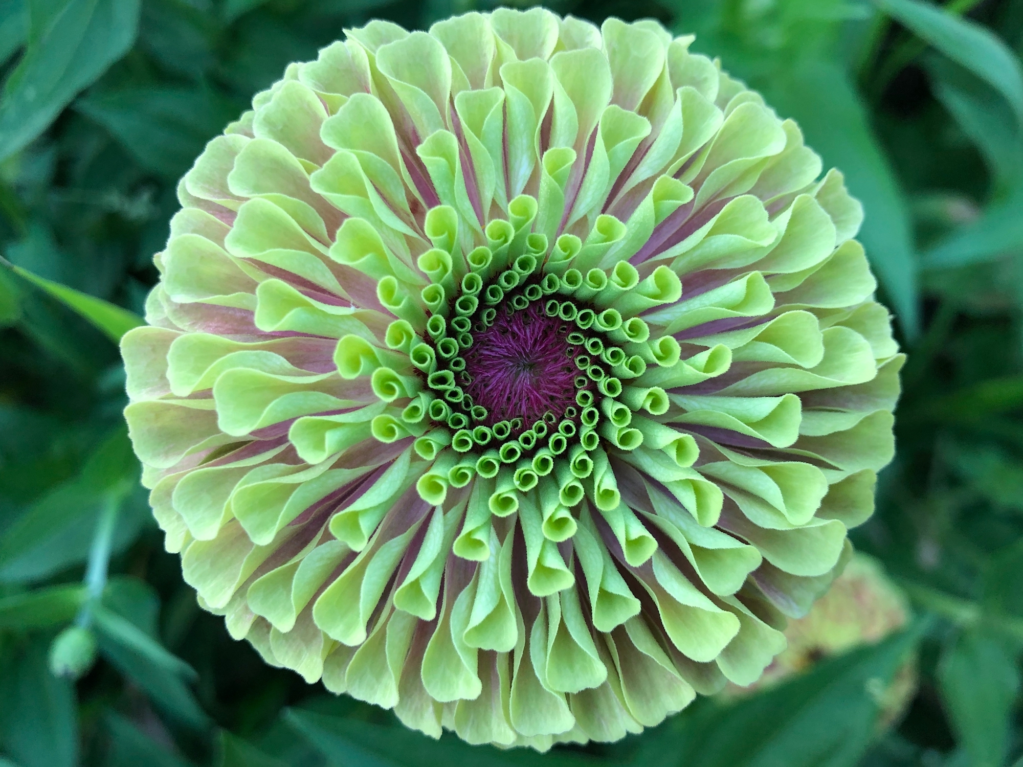 Green Zinnia